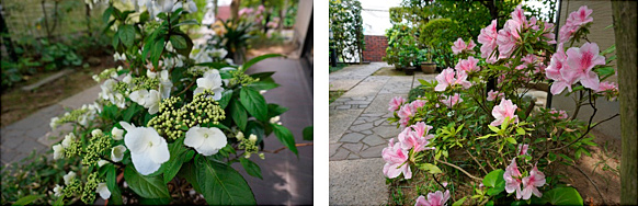 紫陽花とツツジ