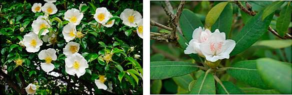 白薔薇とシャクナゲ