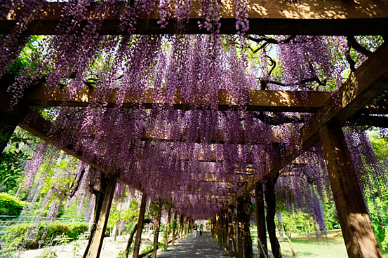 大三島の藤の花公園