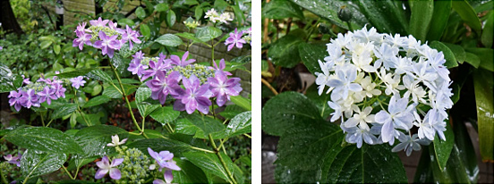 紫陽花