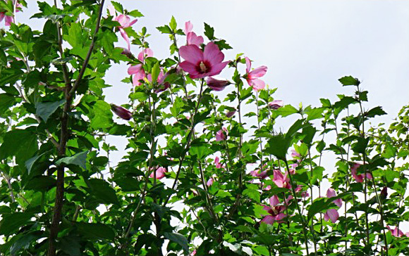 木槿