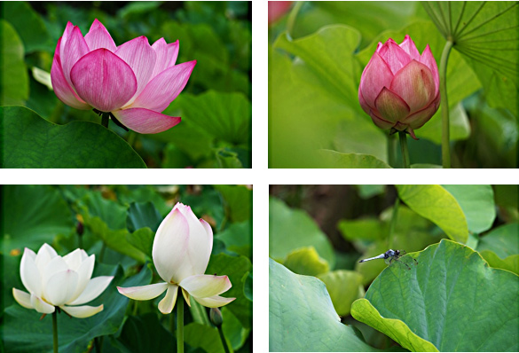 浄瑠璃寺の蓮池(弁天池)の蓮の花