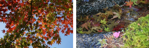 モミジの紅葉