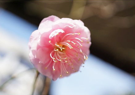 梅の花