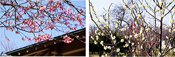 梅津寺海岸の梅園