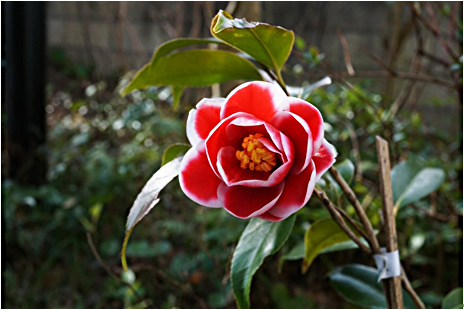 ツバキの花
