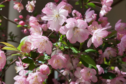 さくらの花