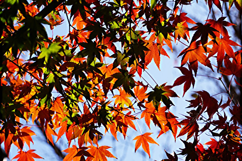 紅葉山