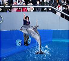 イルカショー