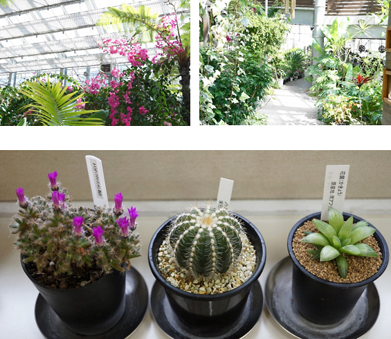 なかやまフラワーハウスの熱帯植物、果肉植物