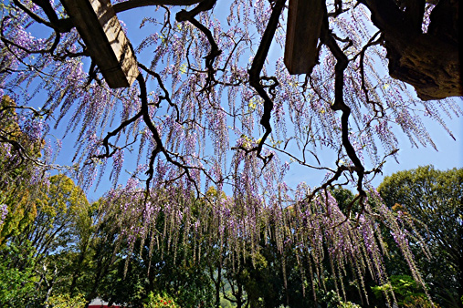 藤の花