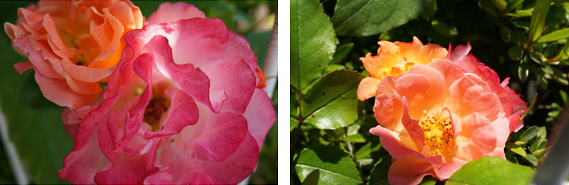 庭の片隅に咲く薔薇の花