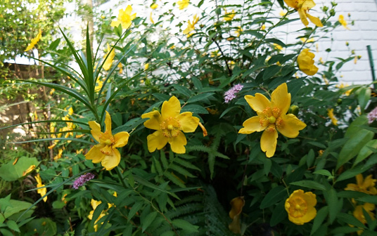庭の片隅に咲く薔薇の花