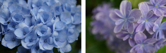 紫陽花