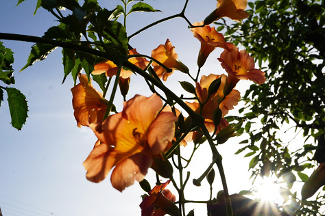 院長の庭の花