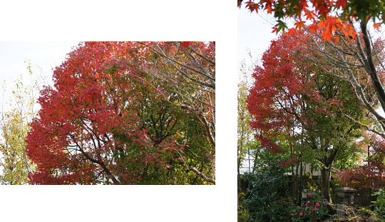 紅葉