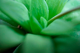 ハルオチア花鏡