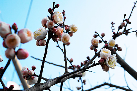 梅の花