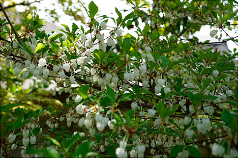 ドウダンツツジ