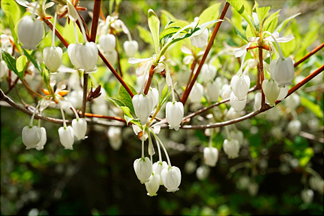 ドウダンツツジ