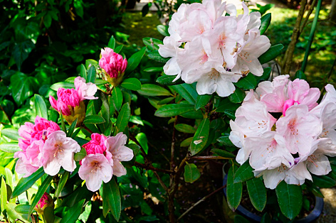 石楠花（しゃくなげ）