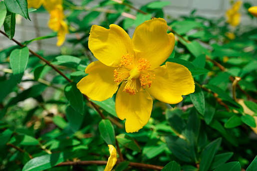 キンシバイ、オトギリソウ