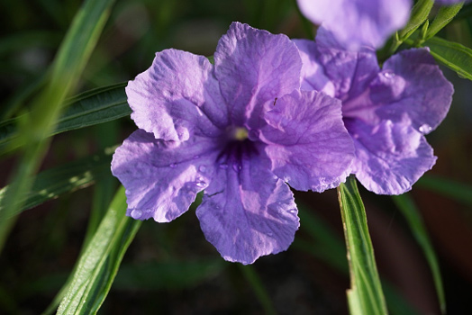 ヤナギバルイラソウ