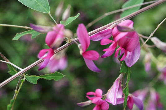 萩の花