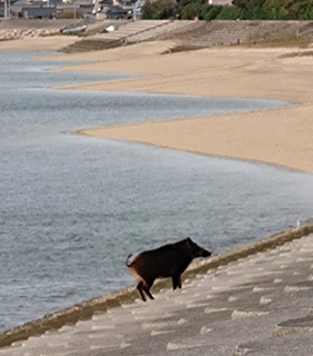 浪打際を歩く猪