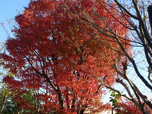 紅葉した大木
