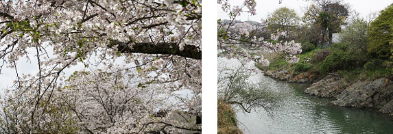 石手川公園の桜