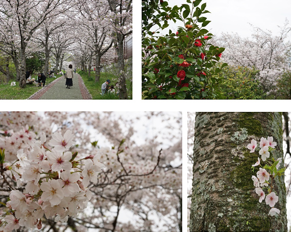 石手川公園でお花見・桜の樹々の間の椿