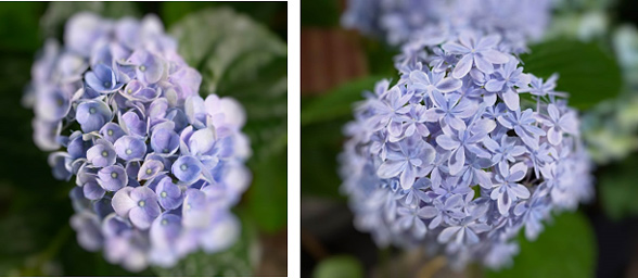 2種の紫陽花
