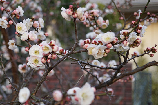 梅の開花　一本の木から紅梅白梅がおもいのままに咲く