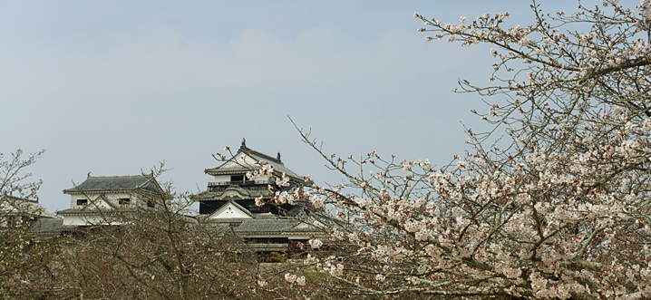 松山城と陽光桜