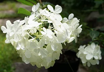 ハイドランジア バニラストロベリーの白い花