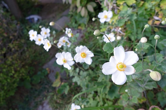 秋明菊