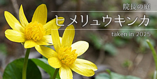 ヒメリュウキンカ